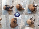 Rottweiler Yavruları