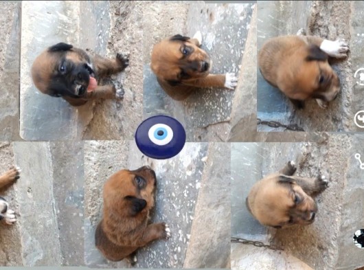 Rottweiler Yavruları