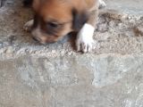 Rottweiler Yavruları