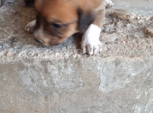 Rottweiler Yavruları görsel