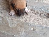 Rottweiler Yavruları
