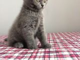 Safkan British Shorthair Yavrularimiz