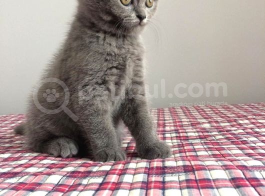 Safkan British Shorthair Yavrularimiz