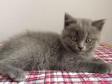 Safkan British Shorthair Yavrularimiz