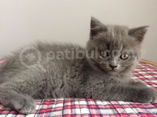 Safkan British Shorthair Yavrularimiz görsel