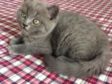 Safkan British Shorthair Yavrularimiz