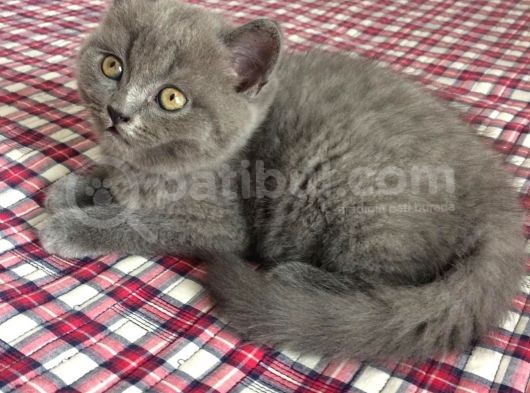 Safkan British Shorthair Yavrularimiz görsel