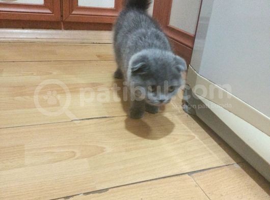 3 Aylık Orjinal Scottish görsel