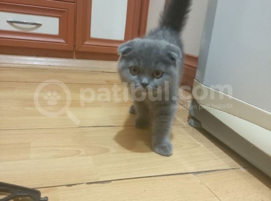 3 Aylık Orjinal Scottish görsel