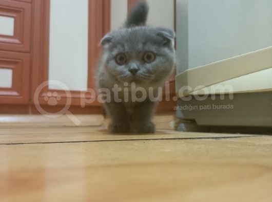 3 Aylık Orjinal Scottish görsel