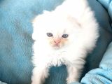 Scotti̇sh Chi̇nchi̇lla Yavru Kedi̇ler