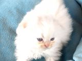 Scotti̇sh Chi̇nchi̇lla Yavru Kedi̇ler