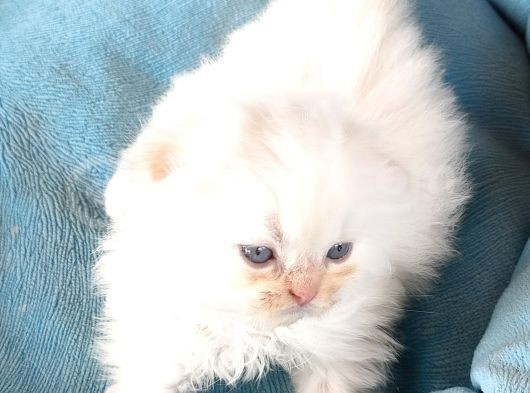 Scotti̇sh Chi̇nchi̇lla Yavru Kedi̇ler görsel