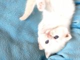 Scotti̇sh Chi̇nchi̇lla Yavru Kedi̇ler