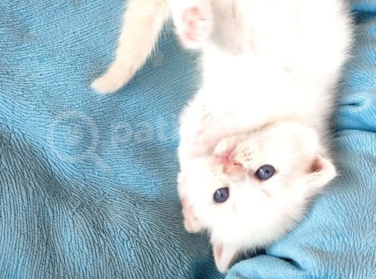 Scotti̇sh Chi̇nchi̇lla Yavru Kedi̇ler görsel