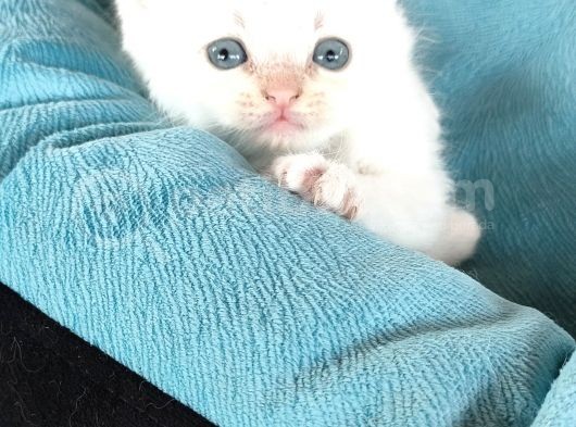 Scotti̇sh Chi̇nchi̇lla Yavru Kedi̇ler görsel