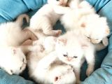Scotti̇sh Chi̇nchi̇lla Yavru Kedi̇ler