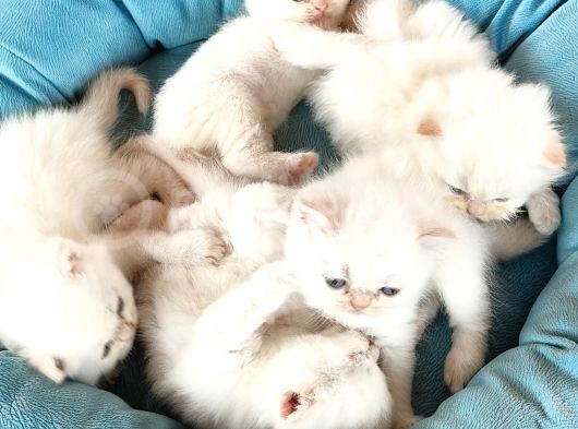 Scotti̇sh Chi̇nchi̇lla Yavru Kedi̇ler