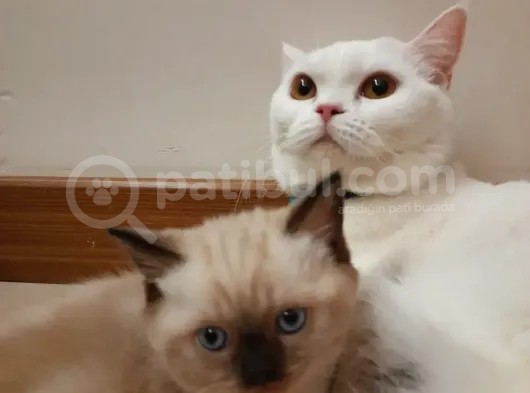 Blue Point Oğluşşş görsel