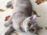 Safkan British Shorthair