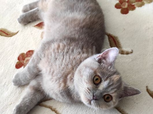 Safkan British Shorthair görsel