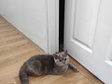 Safkan British Shorthair
