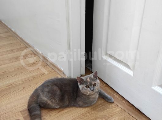 Safkan British Shorthair görsel