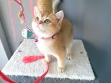 Safkan British Short Hair Golden Ny11 Ny12 Di̇şi̇ Yavru