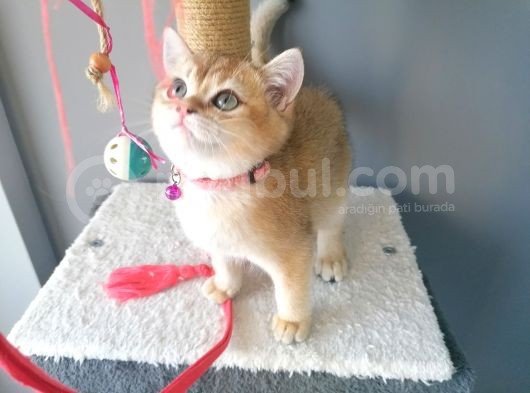 Safkan British Short Hair Golden Ny11 Ny12 Di̇şi̇ Yavru görsel