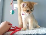 Safkan British Short Hair Golden Ny11 Ny12 Di̇şi̇ Yavru