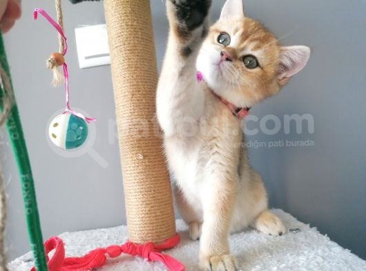 Safkan British Short Hair Golden Ny11 Ny12 Di̇şi̇ Yavru görsel