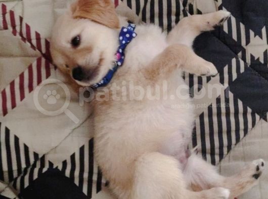 Yavru Golden Retri̇ever görsel