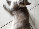 Safkan British Shorthair