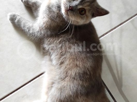 Safkan British Shorthair görsel