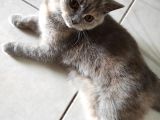 Safkan British Shorthair