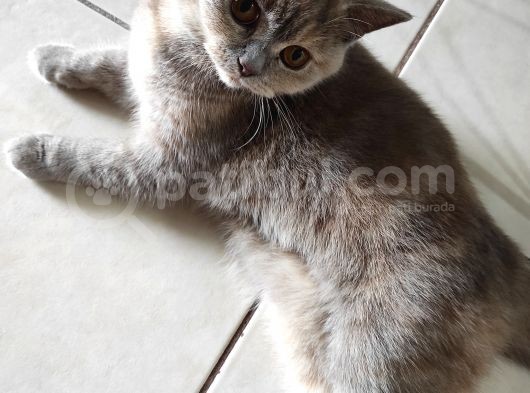 Safkan British Shorthair görsel