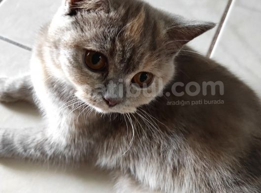 Safkan British Shorthair
