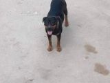 Rottweiler Yavruları