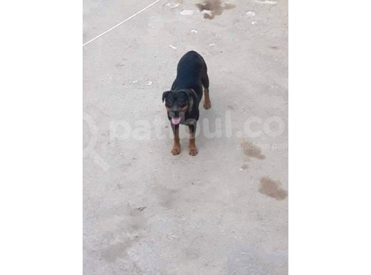 Rottweiler Yavruları görsel