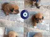 Rottweiler Yavruları