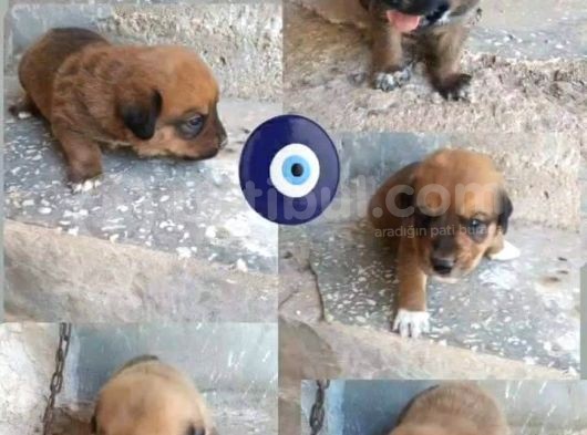 Rottweiler Yavruları görsel