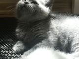 Duman Ve Beyaz British Shorthair Yavrularımız.