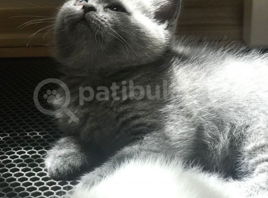 Duman Ve Beyaz British Shorthair Yavrularımız. görsel