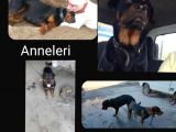 Rottweiler Yavruları