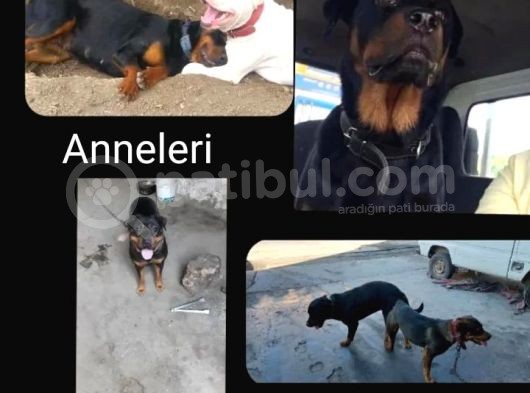 Rottweiler Yavruları görsel
