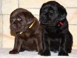 Labrador Yavrulari Mama Ve Malzeme Kampanyali