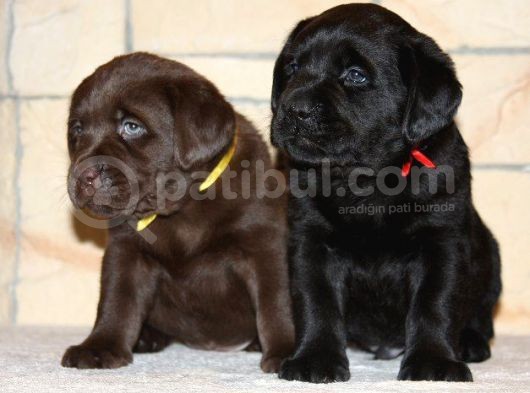 Labrador Yavrulari Mama Ve Malzeme Kampanyali
