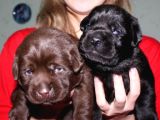 Labrador Yavrulari Mama Ve Malzeme Kampanyali