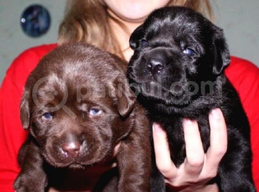 Labrador Yavrulari Mama Ve Malzeme Kampanyali görsel