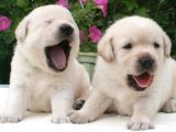 Labrador Yavrulari Mama Ve Malzeme Kampanyali